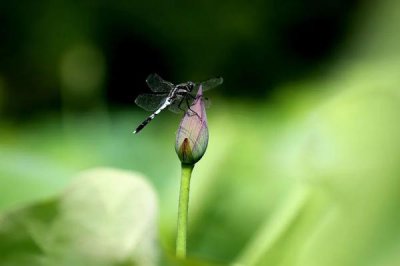 ​棒字开头的成语（棒字开头成语大全集先）