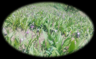 ​白芨的标准种植方法（白芨的标准种植方法）