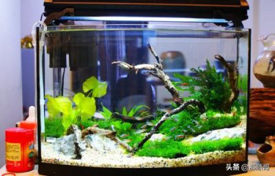 ​普通小鱼缸怎么换水呢，这些小鱼缸换水技巧送给你！