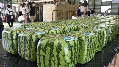 ​日本西瓜为什么贵 ，方形西瓜一个10000日元