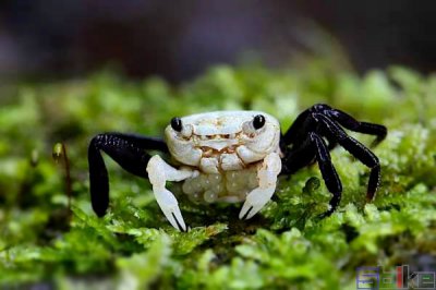 ​迷你蜘蛛蟹（十大适合人工饲养淡水宠物蟹）
