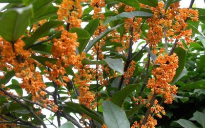 ​桂花树怎么扦插成活率最高？只需注意一下”小细节“，呼呼冒白根