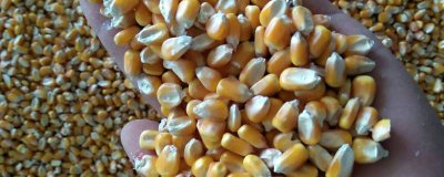 ​玉米粒怎么冷冻保存好吃窍门 玉米粒怎么冷冻保存好吃视频