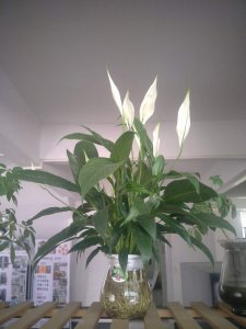 ​水生植物怎么养，水培植物及养殖技巧推荐