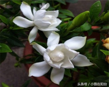 ​栀子花叶子发黄怎么治？这样养栀子花，才能让叶子更绿花苞更多