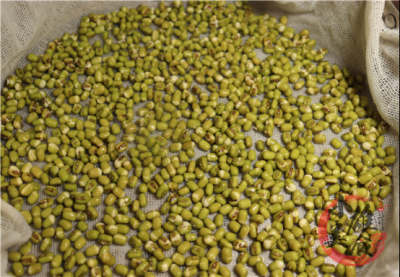 ​豆芽的生长过程是如何（吃了20年的豆芽，原来发豆芽这么简单！牢记3个要点，