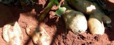 ​天山雪莲果好吃吗? 天山雪莲果应该怎么吃