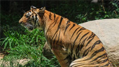 ​中国上仅剩一只的动物斑鳖 中国最新机器人