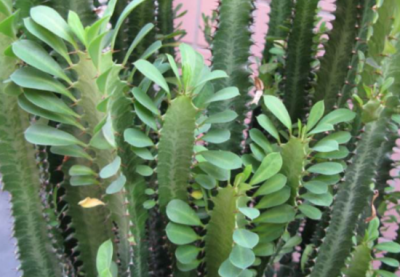 ​龙骨扦插的简单方法，掌握关键2步，扦插一棵活一棵，从来不黑腐