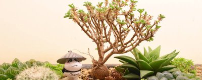 ​盆栽的营养土表面发霉是怎么回事 盆栽的营养土表面发霉是怎么回事啊