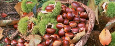 ​芋头和板栗可以一起吃吗 板栗能与芋头一起吃吗