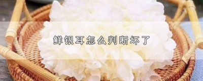 ​怎么知道新鲜银耳有没有坏 怎么看新鲜银耳坏了没
