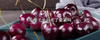 ​车厘子里面长毛了 车厘子里面长毛还能吃吗