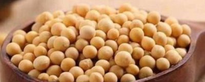 ​黄豆泡多久可以做豆腐乳 做水豆腐的黄豆要泡多久