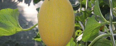 ​哈密瓜可以蒸着吃吗 哈密瓜怎么蒸