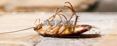 ​小个蟑螂怎么灭 橱柜里有蟑螂怎么灭