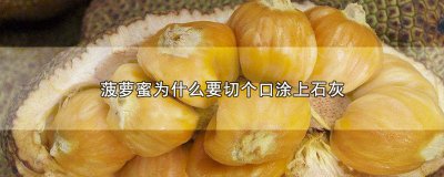 ​为什么菠萝蜜要切个口 涂白色石膏 菠萝蜜为何切口抹石灰
