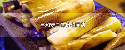 ​笋和茭白口感有什么区别图片 笋和茭白吃起来有什么区别