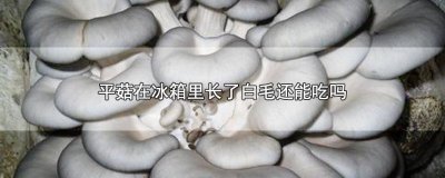 ​平菇放冰箱一周长白毛能吃吗 平菇放冰箱几天长白毛