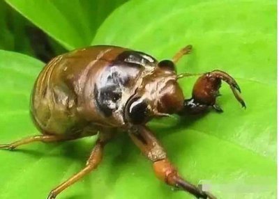 ​爬叉 重回童年｜摸爬叉