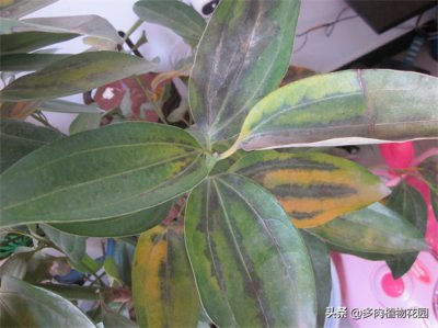 ​平安树叶子发黄焦边干枯是怎么回事？