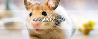 ​羽绒服有老鼠尿味怎么去除 老鼠尿味怎么去除太难闻了用84管用吗