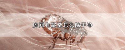 ​房间有跳蚤怎么除干净 房间有跳蚤怎么彻底清除