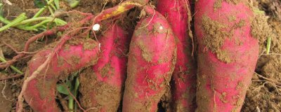 ​红薯现挖的好吃还是放几天 红薯挖出来为什么要放好久