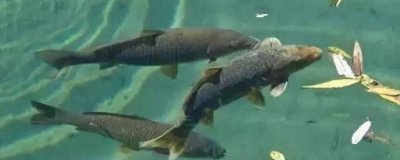 ​秋冬季怎么钓草鱼 秋冬季怎样钓草鱼