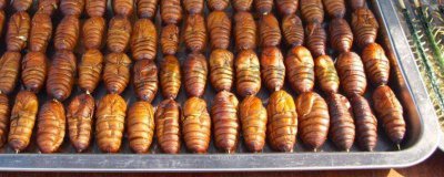 ​乳腺癌患者能吃蚕蛹吗? 乳腺癌患者能吃蚕蛹吗视频