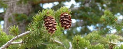 ​松鼠吃松果的图片 吃松果的图片大全