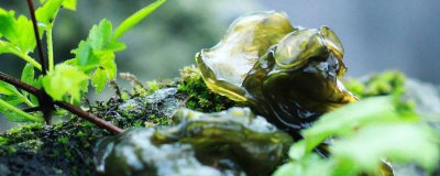 ​地皮菜能不能长泡 地皮菜水泡了几天还能吃吗