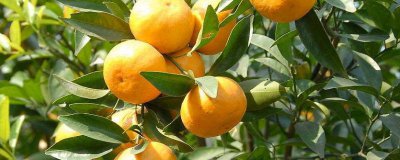 ​桔子吃上火还是去火 桔子降火还是上火