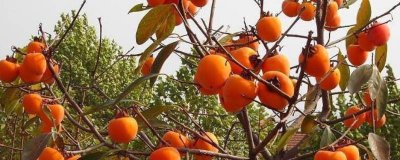 ​柿子和猪肉能一起吃吗? 柿子和猪肉能一起吃吗会中毒吗