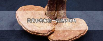 ​枸杞和灵芝能一起泡水喝吗 灵芝是否可以与枸杞一起泡水喝