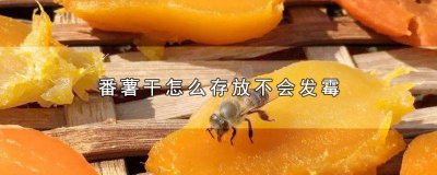 ​番薯干如何保存不发霉 番薯干怎样保存不发霉