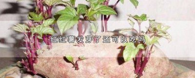 ​红薯发芽了还能吃吗 红薯发芽了还能吃吗红