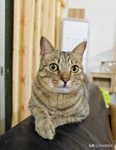 ​新手怎样养猫咪？有哪些要做的准备？