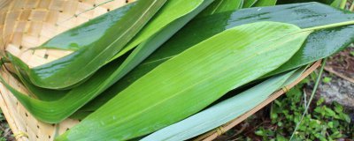 ​粽叶可以放冰箱冷冻吗 粽叶可以放冰箱冷冻吗多久