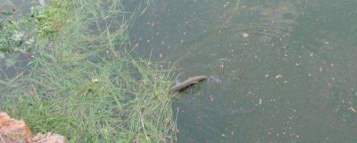 ​秋天怎么钓草鱼的技巧 秋天怎么钓草鱼