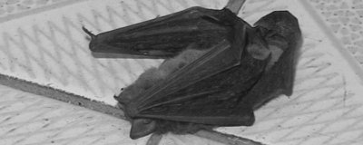 ​杀虫剂能杀蝙蝠吗 杀虫剂会杀死蝙蝠吗