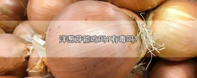 ​洋葱吃多了对人体有害吗 人吃洋葱为什么不会中毒