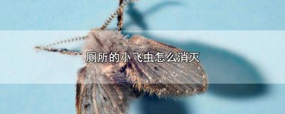 ​卫生间里有小飞虫是怎么回事 卫生间里为什么会有小飞虫子