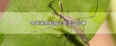 ​北方冬天家里有蚊子是怎么回事 冬天家里有蚊子是怎么回事