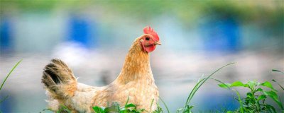 ​苗族气候环境 苗族的地理环境和气候特点