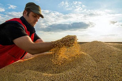 ​美国大豆亩产多少斤正常 美国大豆亩产多少