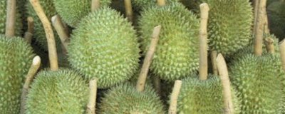 ​没有开口的榴莲能吃吗[没有开口的榴莲可以吃吗?]