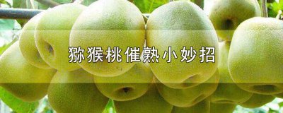 ​猕猴桃催熟小妙招视频 猕猴桃催熟小妙招有哪些