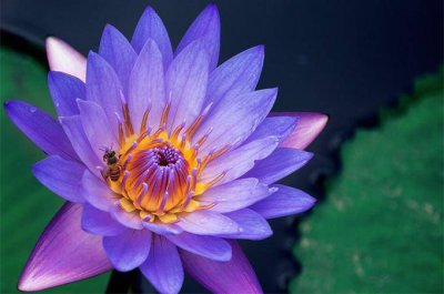 ​睡莲的花语和寓意 睡莲花百度百科