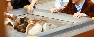 ​荷兰猪吃芹菜叶不 荷兰猪吃芹菜叶还是芹菜梗叶